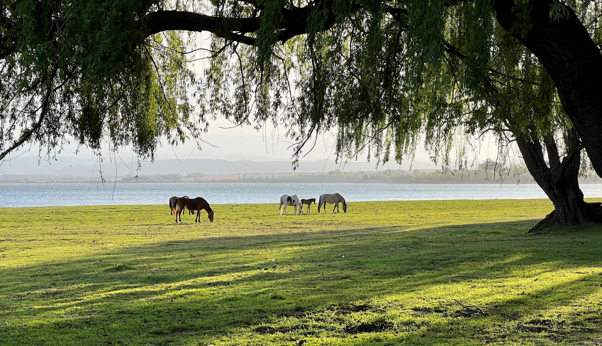 Cavalos junto ao lago em ambiente de serenidade